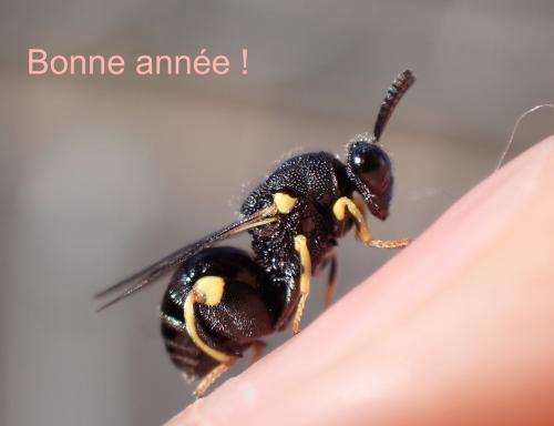 Indéterminé